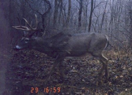 11 point buck in the winter